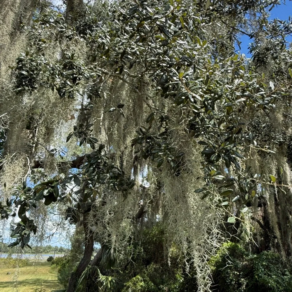 Spanish Moss Live Fresh Pick 1 Gallon Southern Oak Tree Florida Air Plant Craft